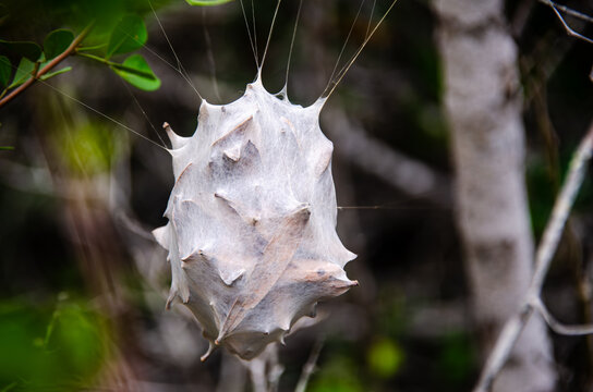 Rain spider egg sac, suspended from twigs and leaves by strong silk threads