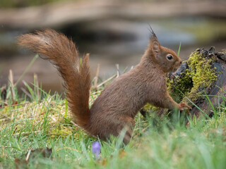 Fototapeta premium Eurasisches Eichhörnche