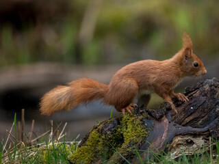 Eurasisches Eichh&ouml;rnche