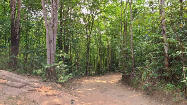 山奥の道