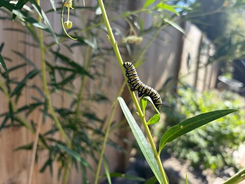 Monarch Butterfly & Caterpillar Feeding on Swan Plant Milkweed Leaves Close Up in the Garden