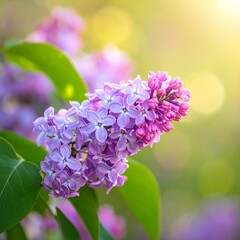 Obraz premium Close-up of a lilac flower cluster, showcasing lavender and magenta petals. Green leaves and a bright, sunlit bokeh background