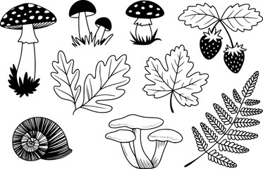 Black and white hand drawn forest including mushrooms strawberries oak leaves fern and snail shell © Rahmat