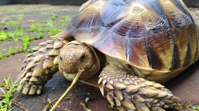 Close-up of a Sulcata tortoise eating a dried branch on a stone pavement, showing detailed shell patterns and textured scales on its legs in an outdoor garden setting.