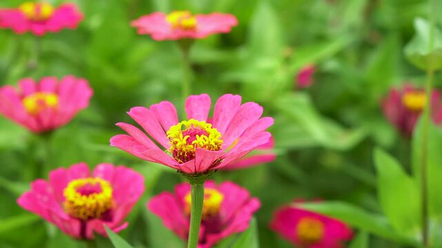 Pink Zinnia elegans comes in a variety of colors, including bright pink, yellow, and orange. This plant is popular in gardens because it is easy to grow from seed.