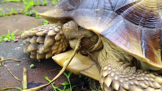 Close-up of a Sulcata tortoise eating a dried branch on a stone pavement, showing detailed shell patterns and textured scales on its legs in an outdoor garden setting.