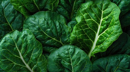 Fototapeta premium Fresh swiss chard leaves texture. Organic green vegetable background for healthy food and cooking. Healthy lifestyle concept. Close up of vibrant plant foliage for agricultural industry.