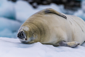 Close-up of a crabeater seal -Lobodon carcinophaga- resting on a small iceberg near the fish islands on the Antarctic peninsula © Goldilock Project
