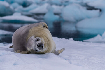 Close-up of a crabeater seal -Lobodon carcinophaga- resting on a small iceberg near the fish islands on the Antarctic peninsula © Goldilock Project