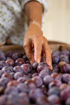 The hand of a woman on a plum harvest in the kitchen during the summer