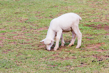 Fototapeta premium Alpacas and sheep are domesticated animals with soft fur.