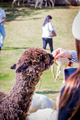 Fototapeta premium Alpacas and sheep are domesticated animals with soft fur.