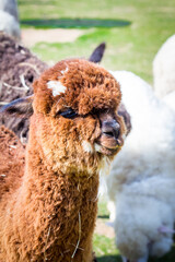 Fototapeta premium Alpacas and sheep are domesticated animals with soft fur.