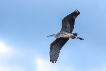 Obraz premium Graureiher (Ardea cinerea)
