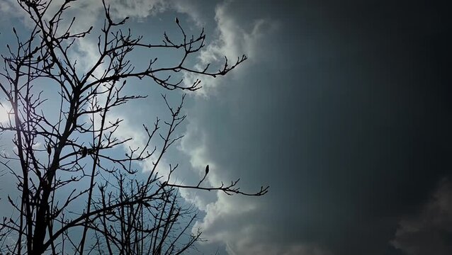 In the foreground a magnolia still without foliage and the blue-gray sky with white, slowly flying clouds, video of the cloud layer in March. 27798 Municipality of Hude, Germany.
