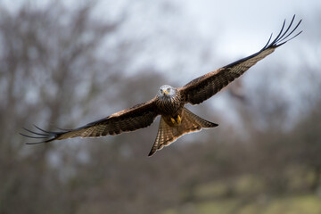 Fototapeta premium A red kite soars through the air with its wings spread wide, its keen eyes scanning the ground below for prey.