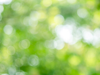 Obraz premium 木漏れ日の様子。爽やかな光の風景。丸い玉ボケ。森の木陰の風景。