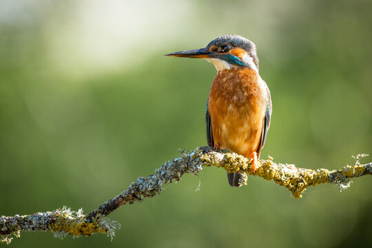 A common kingfisher perches on a lichen-covered branch, its vibrant plumage contrasting with the soft green background. The bird is poised, likely hunting for fish in nearby waters.