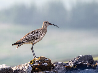 A Eurasian curlew stands on a moss-covered stone wall, its long, curved beak poised for foraging in the misty morning light. © John