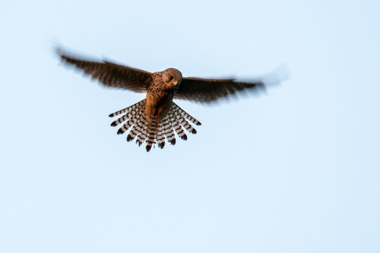 A kestrel hovers in mid-air, its wings spread wide, scanning the ground below for prey.
