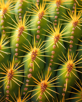 Cactus skin close-up with yellow spines and repeating areoles pattern in harsh sunlight