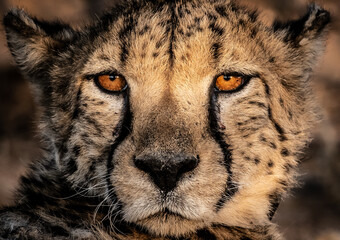 A close-up portrait of a cheetah's face, highlighting its piercing amber eyes and distinctive tear marks. The cheetah is looking directly at the camera, conveying a sense of intensity and wild beauty. © John