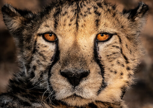 A close-up portrait of a cheetah's face, highlighting its piercing amber eyes and distinctive tear marks. The cheetah is looking directly at the camera, conveying a sense of intensity and wild beauty.