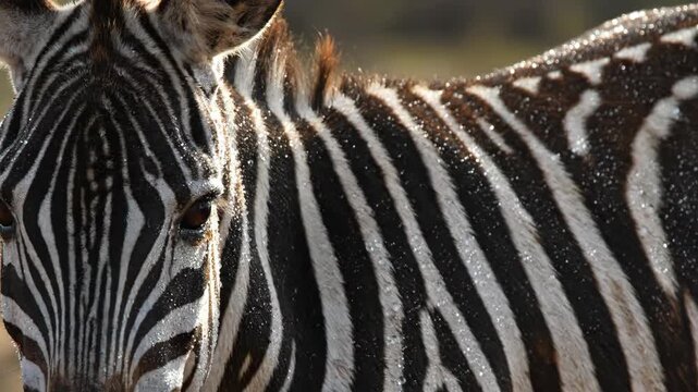 Close-up of zebra stripes. Black and white pattern of zebra skin, animal