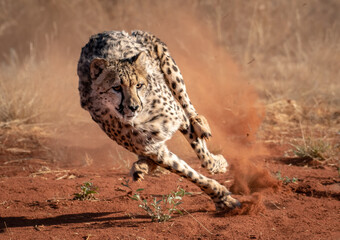 A cheetah sprints across a dusty plain, its powerful legs kicking up red earth as it pursues prey. The cheetah's intense focus is evident in its gaze. © John