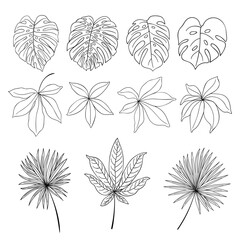 Collection of various tropical plant leaves drawn in outline © Stock PD