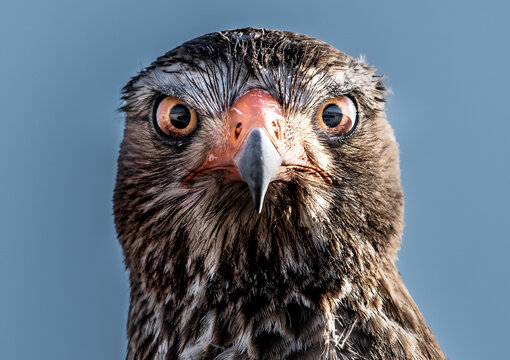 A close-up portrait of a Little Banded Goshawk, its piercing eyes and sharp beak conveying a sense of power and alertness against a serene blue sky.