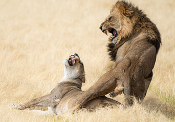 A male lion roars aggressively at a female lion who is lying on her back, showing her teeth in a defensive posture. The lions are in a dry, grassy field. © John