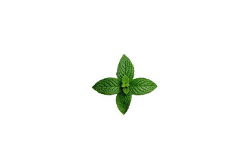 Fototapeta premium Fresh green peppermint sprig with vibrant leaves for culinary and refreshingly healthy concepts, transparent background