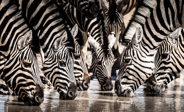 A herd of zebras drinks from a watering hole, their distinctive black and white stripes creating a mesmerizing pattern as they quench their thirst in the African savanna.
