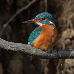 Eisvogel (Alcedo atthis) Weibchen