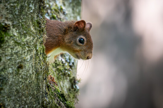 A red squirrel peeks out from behind a moss-covered tree, its bright eyes scanning its surroundings for potential threats or food.