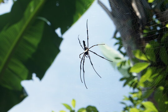 Giant Wood Spider Nephila Pilipes Hanging on its Web in Tropical Garden