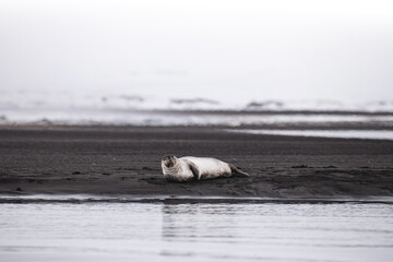 Fototapeta premium Isolate seal with happy face resting alone on an Icelandic black sand beach with snowfall, winter wildlife watching in Arctic landscape, peaceful nature in the cold northern sea