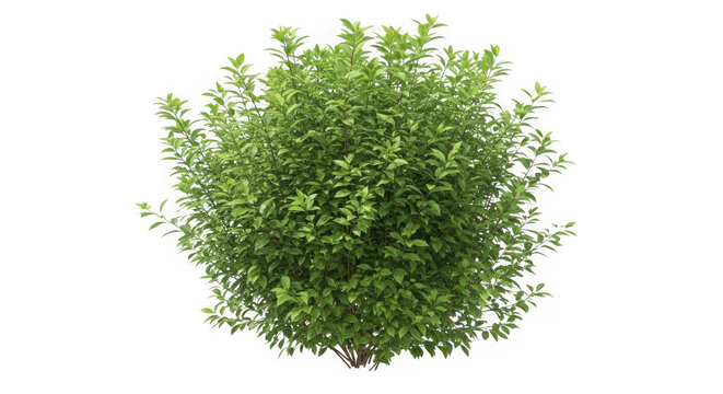 Lush green plant with dense foliage and vibrant leaves