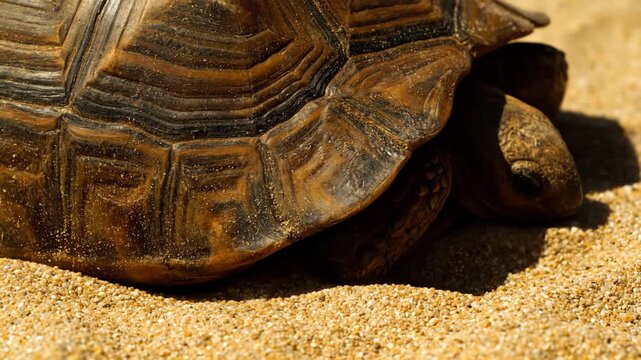 Close-up of a turtle with a patterned shell in sand, reptile animal wildlife.