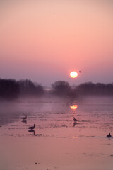 Morgensonne steigt über einem nebligen Feuchtgebiet mit Wasservögeln auf. © tanja_riedel