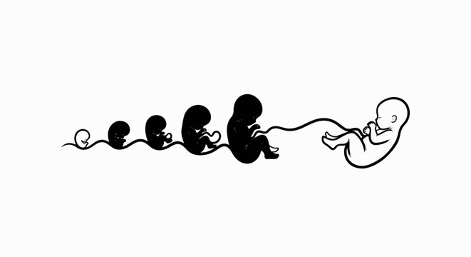Stages of human fetal development, from early embryo to full-term fetus