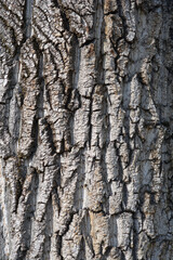 Obraz premium Canadian poplar bark detail - Latin name - Populus x canadensis