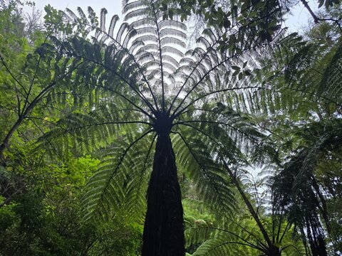 A Palm Tree in the Temperate Rainforest