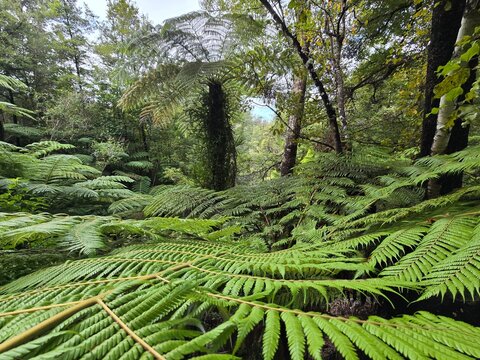Ferns in the Temperate Rainforest