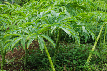 Fototapeta premium amorphophallus muelleri tropical crop growing in agricultural field west java indonesia
