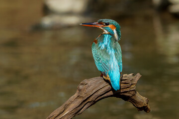Eisvogel (Alcedo atthis) Weibchen