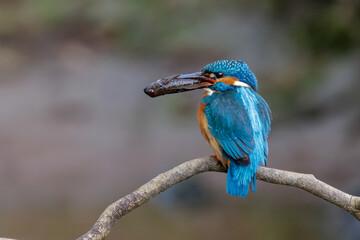 Obraz premium Eisvogel (Alcedo atthis) Männchen