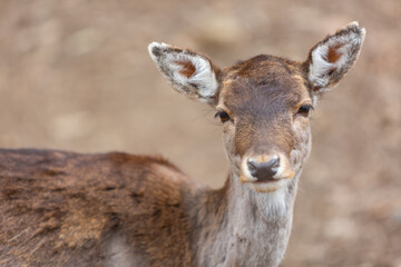 Fototapeta premium Deer Face Close Up