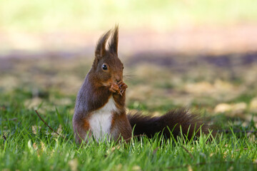 Eichhörnchen (Sciurus vulgaris) © Rolf Müller